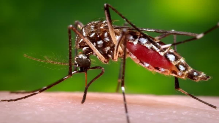 झारखंड के चतरा जनपद में डेंगू का खतरा