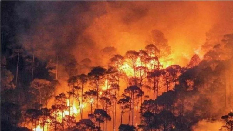 हिमाचल: खेतों तक पहुंची जंगल की आग